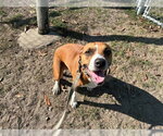Small #2 Boxer Mix