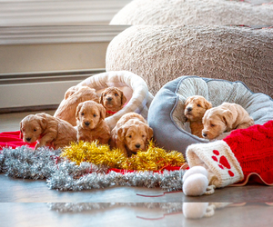 Goldendoodle Puppy for Sale in BUDD LAKE, New Jersey USA