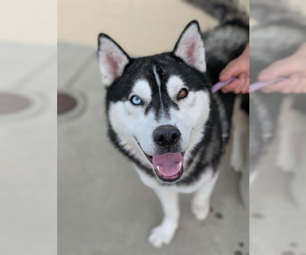 Medium Photo #1 Siberian Husky-Unknown Mix Puppy For Sale in Downey, CA, USA