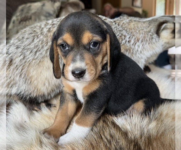 Medium Photo #1 Beagle Puppy For Sale in FORDLAND, MO, USA