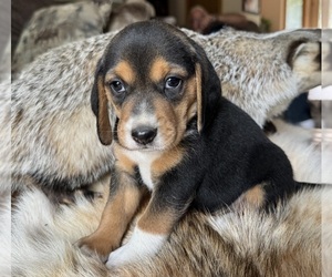 Beagle Puppy for sale in FORDLAND, MO, USA