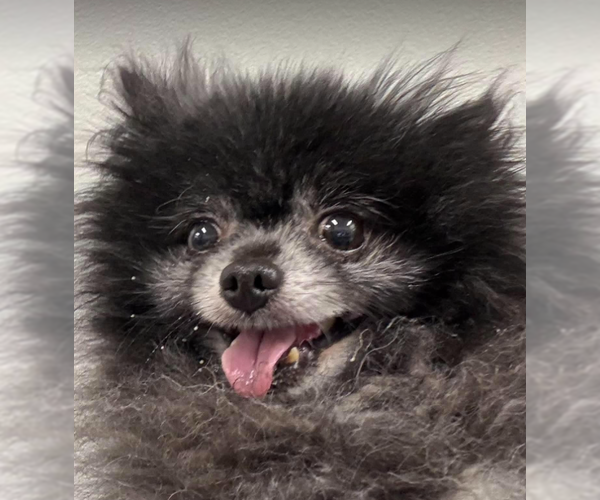 Medium Photo #1 Chiranian Puppy For Sale in Cranston, RI, USA
