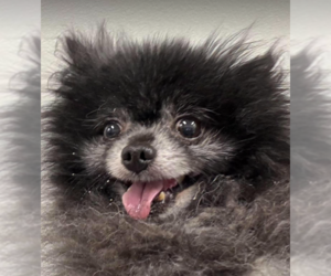 Chiranian Dogs for adoption in Cranston, RI, USA
