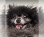 Fluffy in TX - Male Chiranian Dog for Adoption - Small photo
