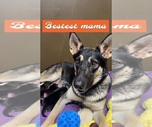 Alaskan Husky-German Shepherd Dog Mix Litter for sale in PRIOR LAKE, MN, USA