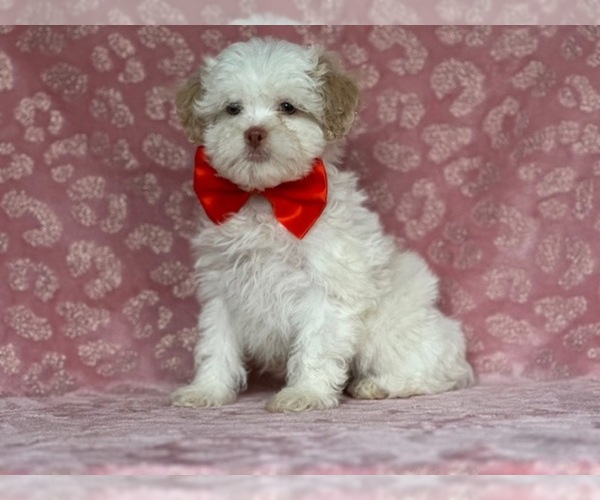 Medium Photo #3 ShihPoo Puppy For Sale in LANCASTER, PA, USA