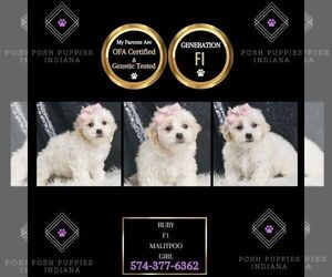 Maltipoo Puppy for sale in WARSAW, IN, USA