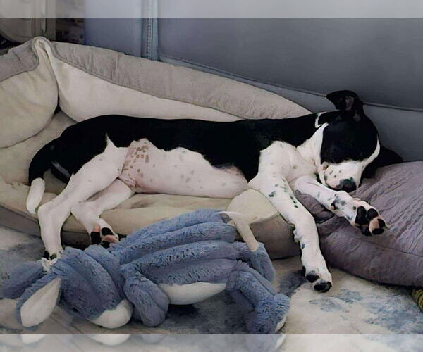 Medium Photo #2 Border Collie-Unknown Mix Puppy For Sale in Tampa, FL, USA