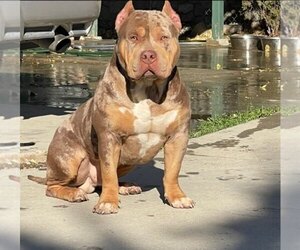 Father of the American Bully puppies born on 02/07/2022