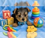 Small #1 Yorkshire Terrier