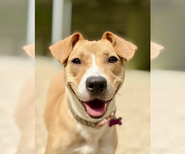 Medium Photo #1 Mutt Puppy For Sale in West Cornwall, CT, USA