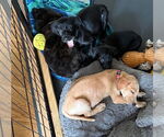 Small #3 Labrador Retriever Mix