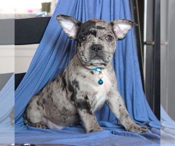 Medium Photo #1 Faux Frenchbo Bulldog Puppy For Sale in MORGANTOWN, PA, USA