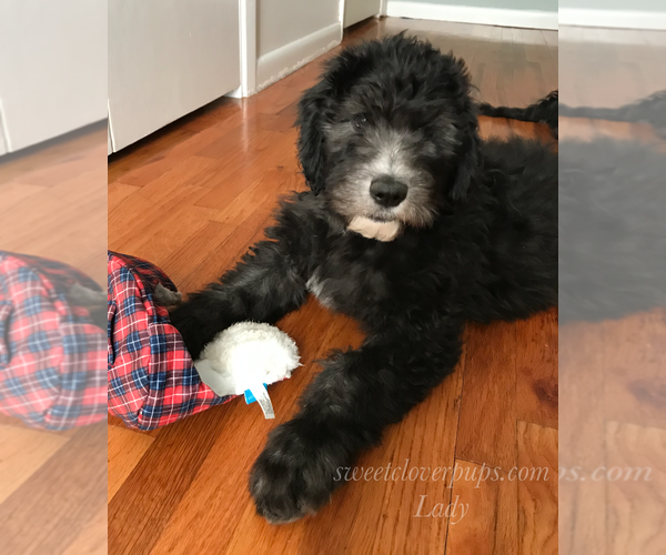 Medium Photo #1 Sheepadoodle Puppy For Sale in DUNCAN, OK, USA