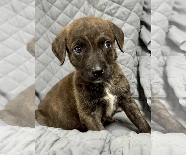 Medium Photo #3 Labrador Retriever-Unknown Mix Puppy For Sale in SHERBURNE, NY, USA