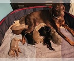 Small #16 Doberman Pinscher