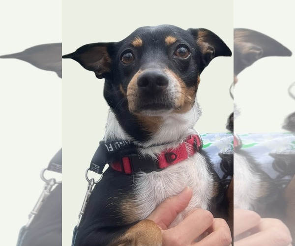 Medium Photo #2 Miniature Pinscher-Unknown Mix Puppy For Sale in Rockville, MD, USA