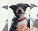 Small #1 Miniature Pinscher Mix