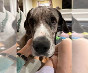 Great Dane-Unknown Mix Dogs for adoption in Bullard, TX, USA