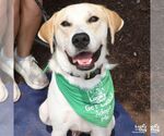 Small #3 Labrador Retriever-Retriever  Mix