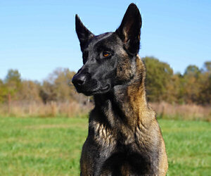 Father of the Belgian Malinois puppies born on 03/15/2025