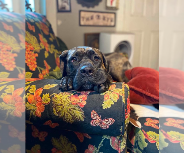 Medium Photo #1 Mastiff Puppy For Sale in Sandy, UT, USA