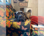 Small Mastiff