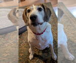Small #1 Beagle Mix
