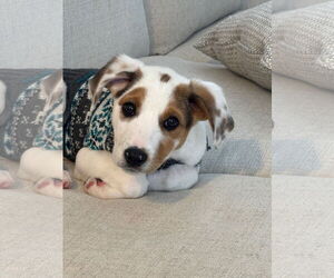 Beagle-Unknown Mix Dogs for adoption in Holly Springs, NC, USA