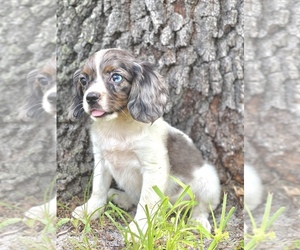 Medium Cavalier King Charles Spaniel