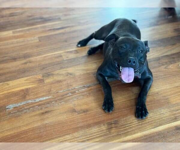 Medium Photo #9 Mutt Puppy For Sale in Holly Springs, NC, USA