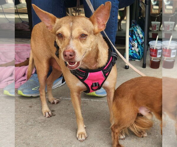 Medium Photo #2 Mutt Puppy For Sale in Dallas, TX, USA