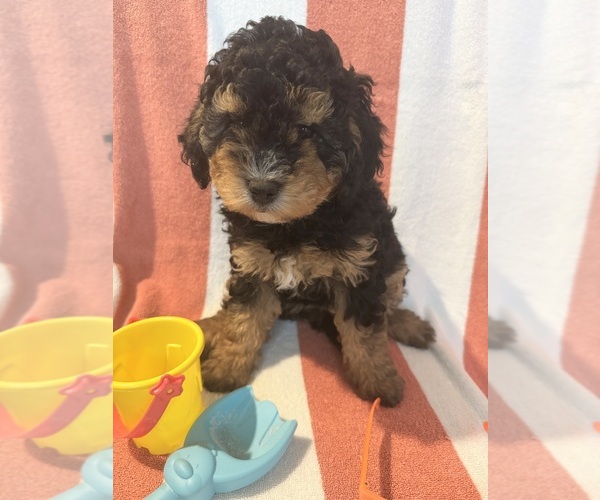 Medium Photo #27 Miniature Bernedoodle Puppy For Sale in AUBURNDALE, FL, USA