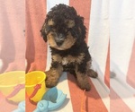 Puppy 2 Miniature Bernedoodle