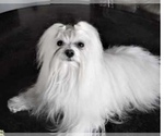 Small Photo #1 Maltese-Morkie Mix Puppy For Sale in PEORIA, IL, USA