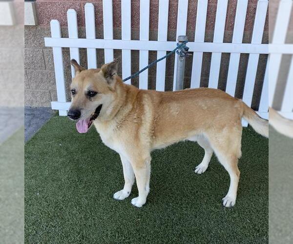 Medium Photo #1 German Shepherd Dog Puppy For Sale in Modesto, CA, USA