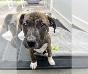 Lennox - Male Boxer-Unknown Mix Dog for Adoption - Photo #6