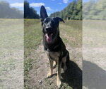 Small #3 German Shepherd Dog