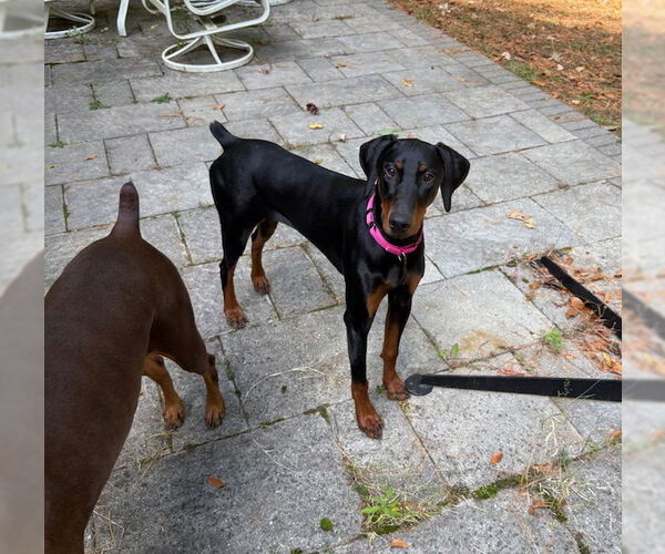 Medium Photo #3 Doberman Pinscher Puppy For Sale in Aurora, OH, USA