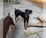 Small #2 Doberman Pinscher
