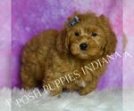Small Photo #43 Goldendoodle (Miniature) Puppy For Sale in WARSAW, IN, USA