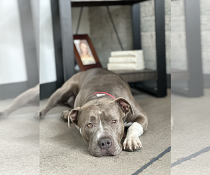 American Pit Bull Terrier-Unknown Mix Dogs for adoption in Chandler, AZ, USA
