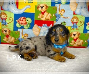 Dachshund Puppy for Sale in WINNSBORO, Louisiana USA