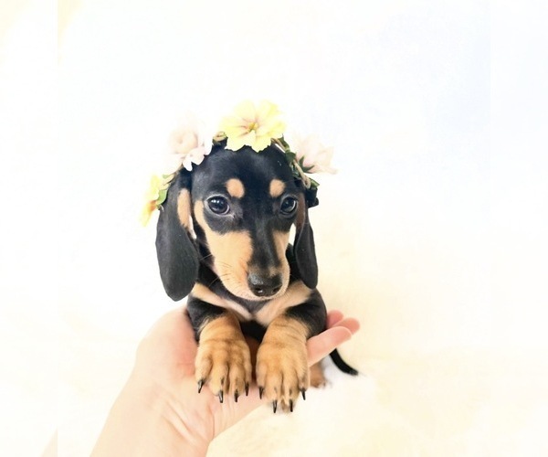 Medium Photo #4 Dachshund Puppy For Sale in DAVIS, CA, USA