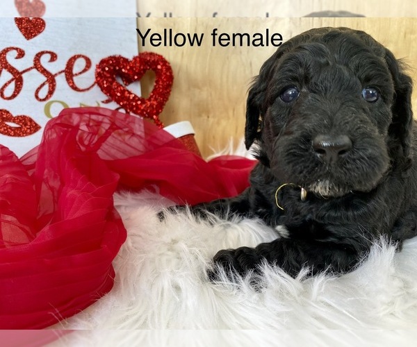 Medium Photo #1 Goldendoodle Puppy For Sale in LAPOINT, UT, USA