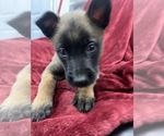 Small Photo #40 Belgian Malinois Puppy For Sale in REESEVILLE, WI, USA