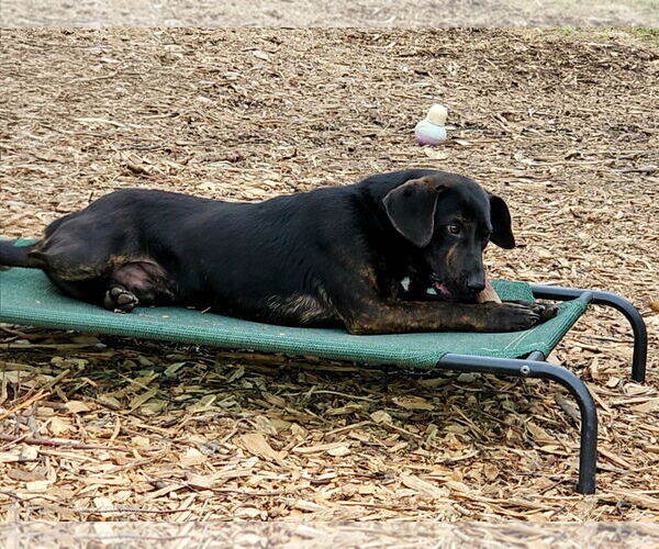 Medium Photo #4 Coonhound Puppy For Sale in Bloomingdale, NJ, USA