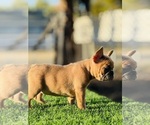 Small #4 French Bulldog