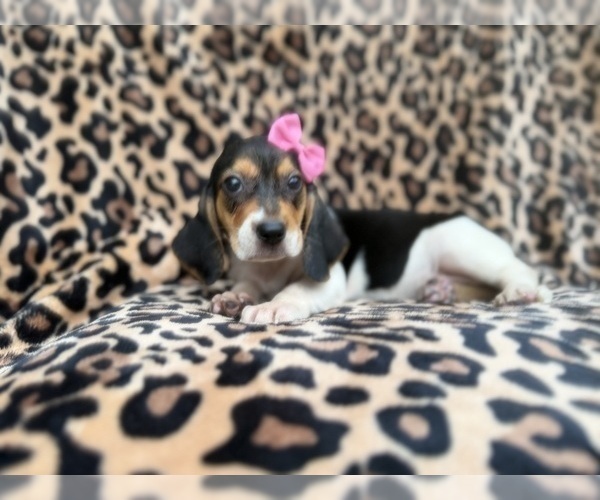 Medium Photo #3 Beagle Puppy For Sale in LAKELAND, FL, USA