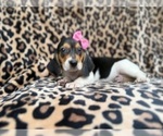 Small #2 Beagle